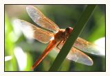 Dragonfly*