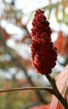 Sumac *