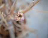 Ex-Flower