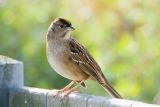 Golden-crowned Sparrow *