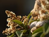 Smells Like Honey