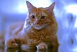 The Royal Cat