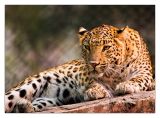 <b>Spotted</b>