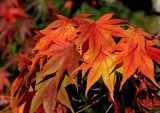 Autumn Colors