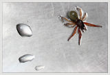 Spider In The Sink