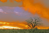 Tree at Sunset