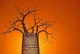<b>2nd Place</b><br>African Sunset<br>by jnconradie
