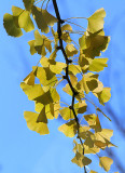 Ginkgo