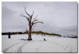 Wallaby tracks