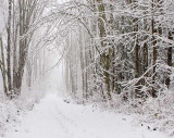 <b>6th Place</b><br>Winter Path<br>by Ann Chaikin