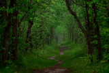 <b>3rd Place</b><br>Down In The Woods<br> by Max Wheaton