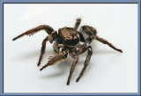 Little Jumper