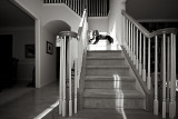 a dog on stairs