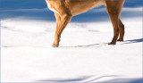 Snow Steppin