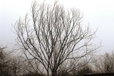 dead tree no leaves no color