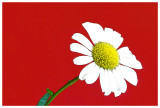 The Well Blown Daisy