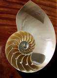 Empty Shell