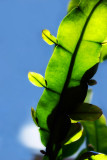 Leaves on Leaves