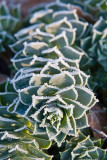Frosty Euphorbia *