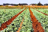 Vegies