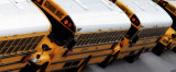 School Buses