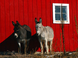 Horse Power