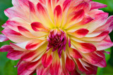 End of Season Dahlia *