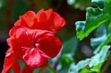 Geranium