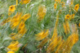 Windflowers *