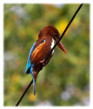 Kingfisher II