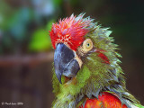Bad Hair Day