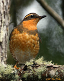 Varied Thrush 1