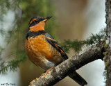 Varied Thrush 3