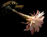 Just in bloom*