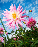 6th Place Happy Flowers!