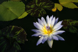 Lilypad Dreaming