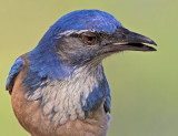 Scrub-Jay