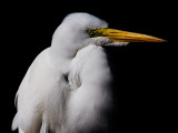 Egret