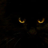 Black Cat
