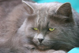 Purrsian
