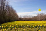 daffodils and mustard