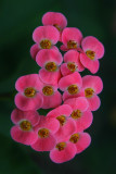 Desert Flowers