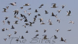 The Birds