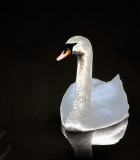 Swan Lake