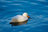 Snow duck