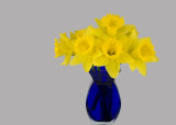Daffodils