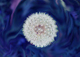  a Bed of Blue Velvet * Traveller