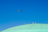 Planet of the Gulls