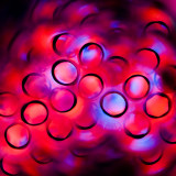 <b>2nd Place</b><br>Circles of life<br>By Cat