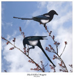 Black-billed Magpie